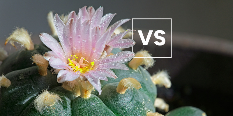 Hvordan klarer den sig i forhold til andre peyote-arter? How does it compare to other peyote species?