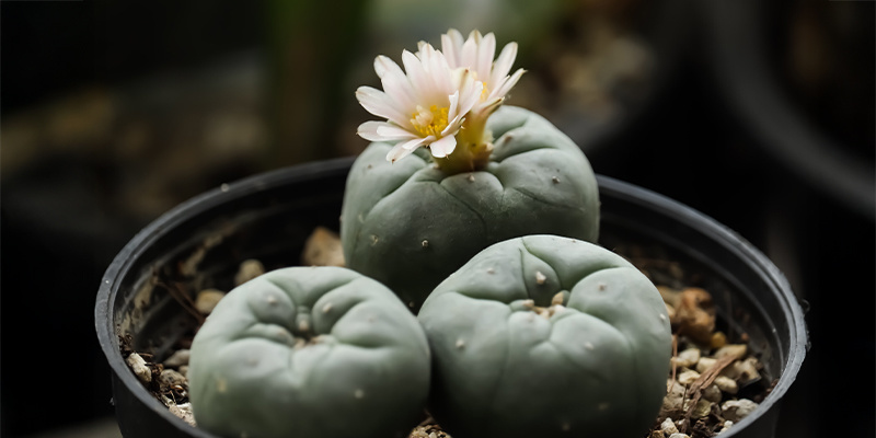 Hvor hurtigt vokser Lophophora decipiens? Hvor hurtigt vokser Lophophora decipiens?