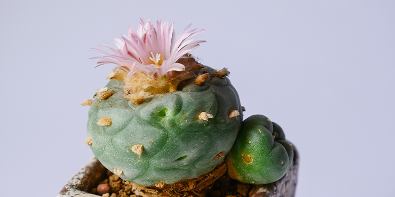 Er det lovligt at dyrke Lophophora decipiens? Er det lovligt at dyrke Lophophora decipiens?