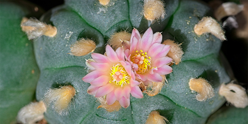Hvad er Lophophora decipiens? Hvad er Lophophora decipiens?