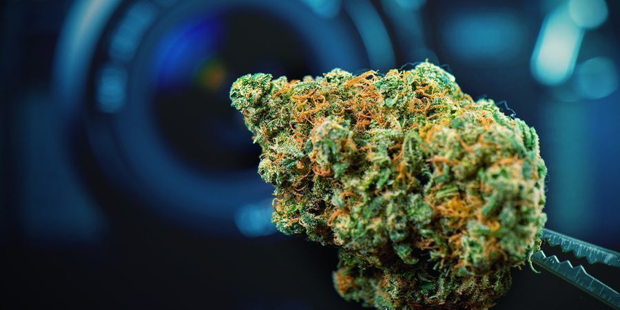 Brug blomster fra øverste hylde Use Top-Shelf Bud