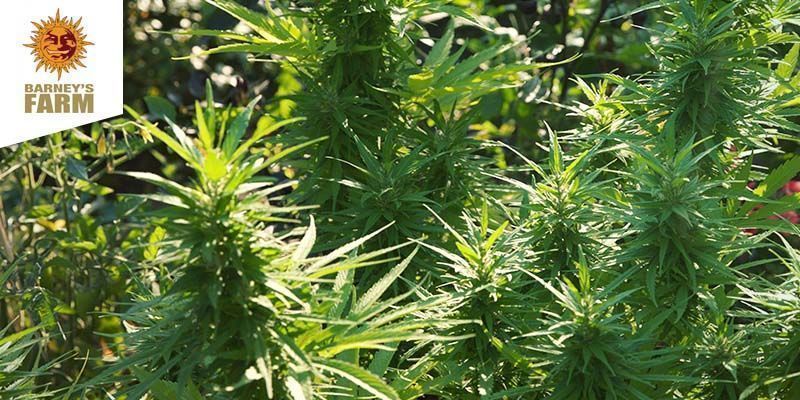 Dr. Grinspoon (Barney&rsquo;s Farm)