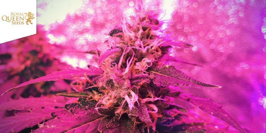 Candy Kush Express - Hurtigblomstrende (Royal Queen Seeds) Feminiserede Candy Kush Express - Hurtigblomstrende (Royal Queen Seeds) Feminiserede