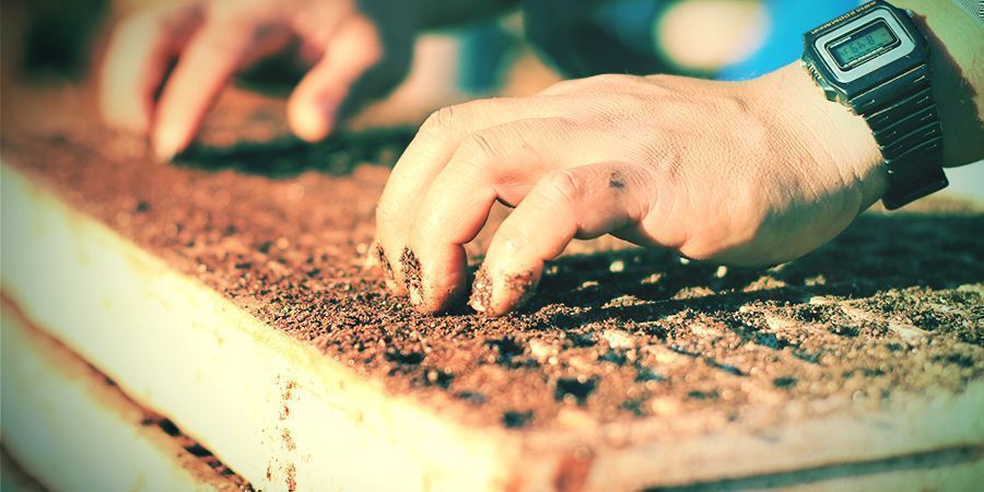 Såning og omplantning af tobak Såning og omplantning af tobak