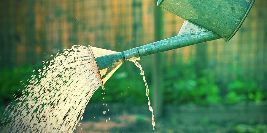 Give de rette mængder gødning og vand Provide Correct Fertiliser And Water Amounts