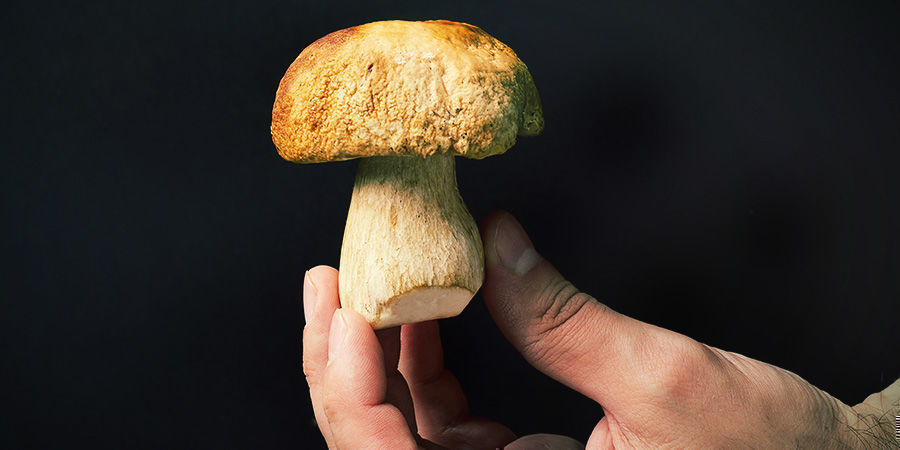 Vær altid forsigtig med dine svampe Vær altid forsigtig med dine svampe