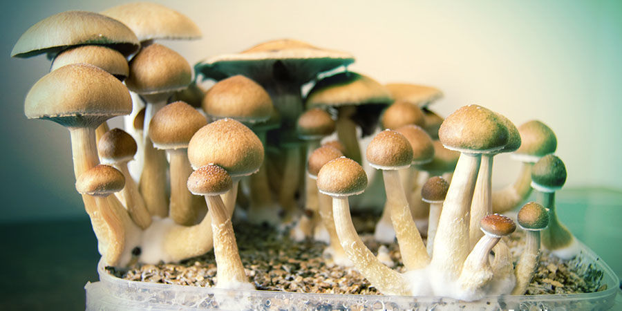 Psilocybin Mushrooms Psilocybin Mushrooms