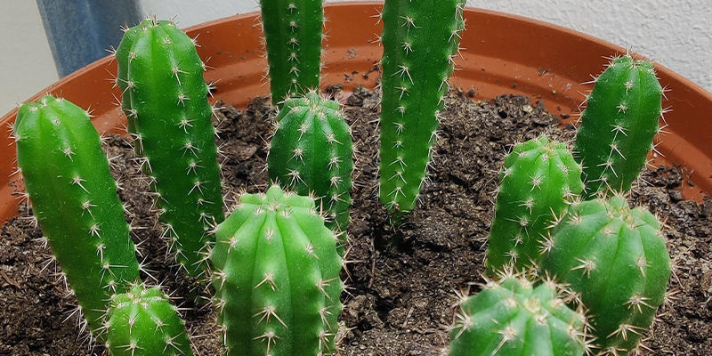 Dyrkning af San Pedro: Kom i gang! Dyrkning af San Pedro: Kom i gang!