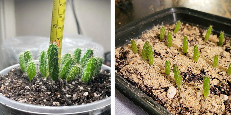Dyrkning fra frø Growing from seeds
