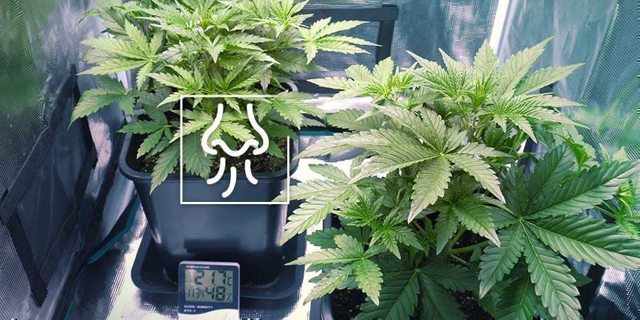 Cannabislugt slipper ud fra dit dyrkningstelt eller dyrkningsrum Cannabislugt slipper ud fra dit dyrkningstelt eller dyrkningsrum