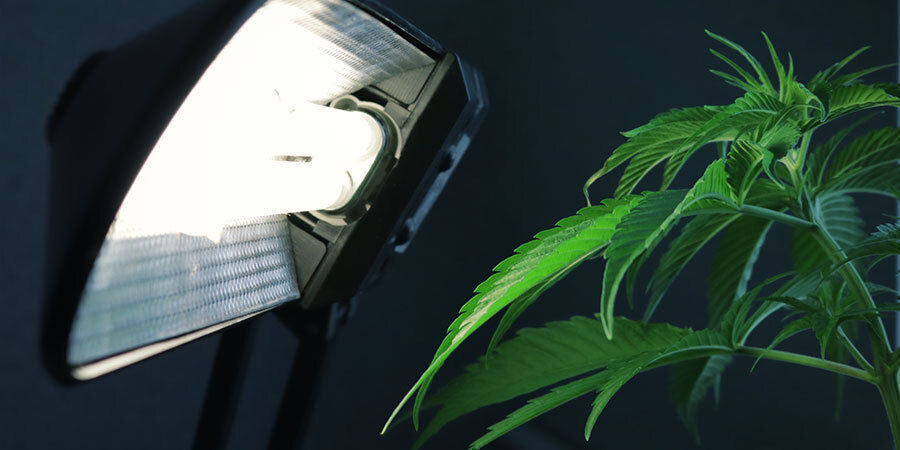Forkert lysopsætning Problemer under cannabisblomstring: Forkert lysopsætning