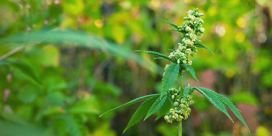 Han-cannabisplanter, der bestøver hunplanter