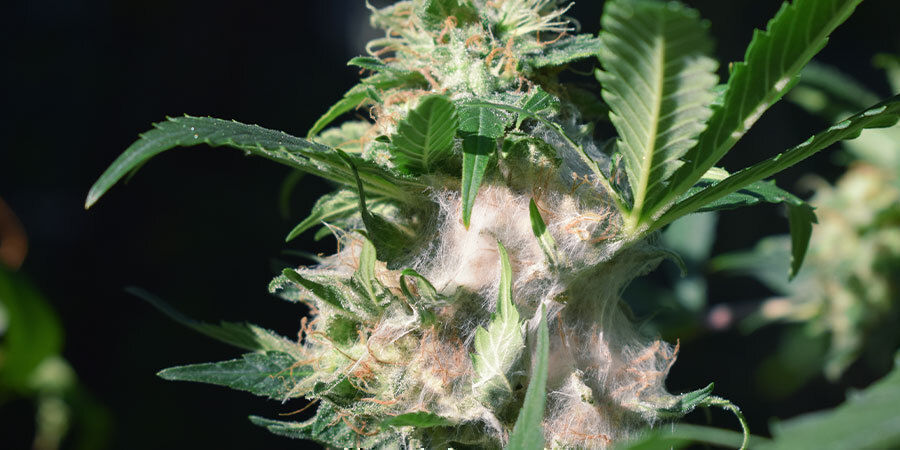 Skimmel på blomster Problemer under cannabisblomstring: Skimmel på blomster
