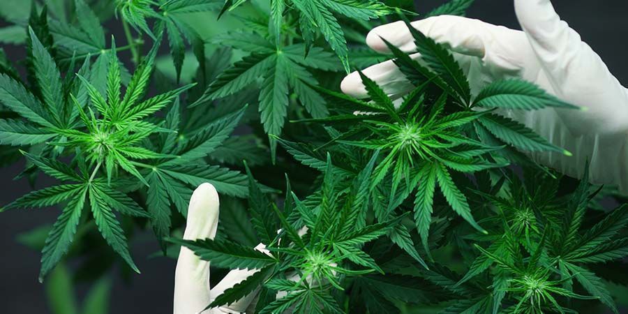 For meget gødning og forkerte pH-niveauer Problemer under cannabisblomstring: For meget gødning og forkerte pH-niveauer
