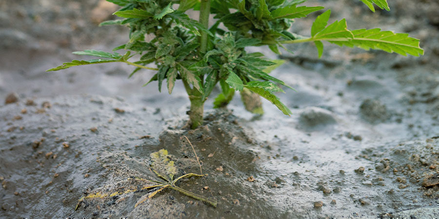 Problemer under cannabisblomstring: Frisk jorden op