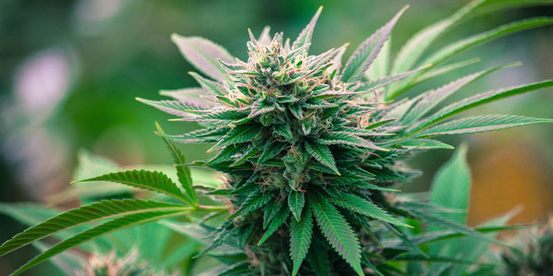 Orange Candy Philosopher Seeds Orange Candy Philosopher Seeds