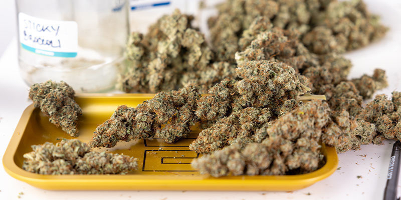 Fordelene ved Autoflower: udbytte, kvalitet og enkelhed Fordelene ved Autoflower: udbytte, kvalitet og enkelhed