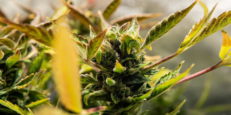 Hvad er en autoflowering-sort? Hvad er en autoflowering-sort?