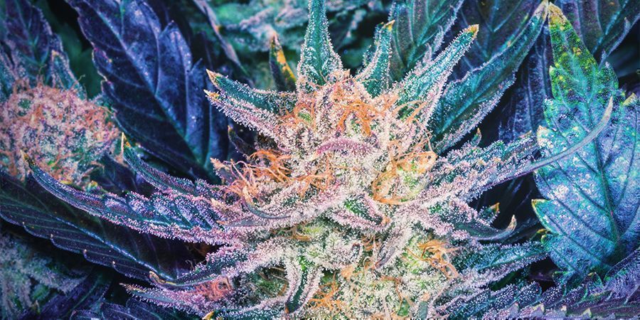 Om Blueberry-cannabis Om Blueberry-cannabis