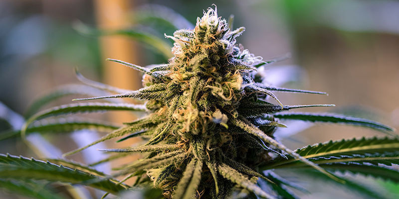 De bedste hybrid-cannabissorter De bedste hybrid-cannabissorter