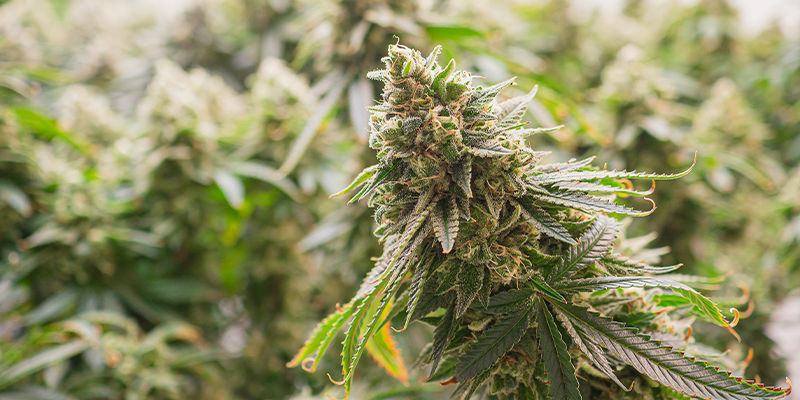 Hvad er hybridcannabis? Hvad er hybridcannabis?