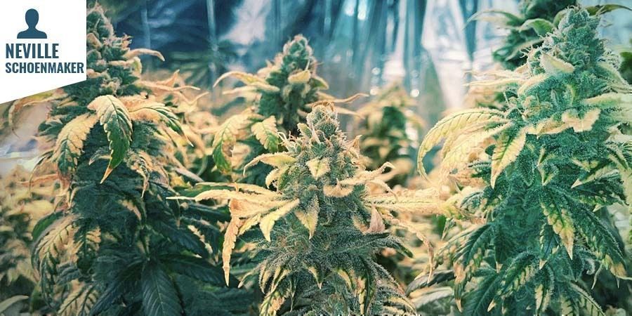Northern Lights cannabis