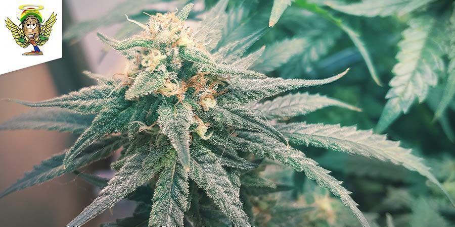 Skunk cannabis