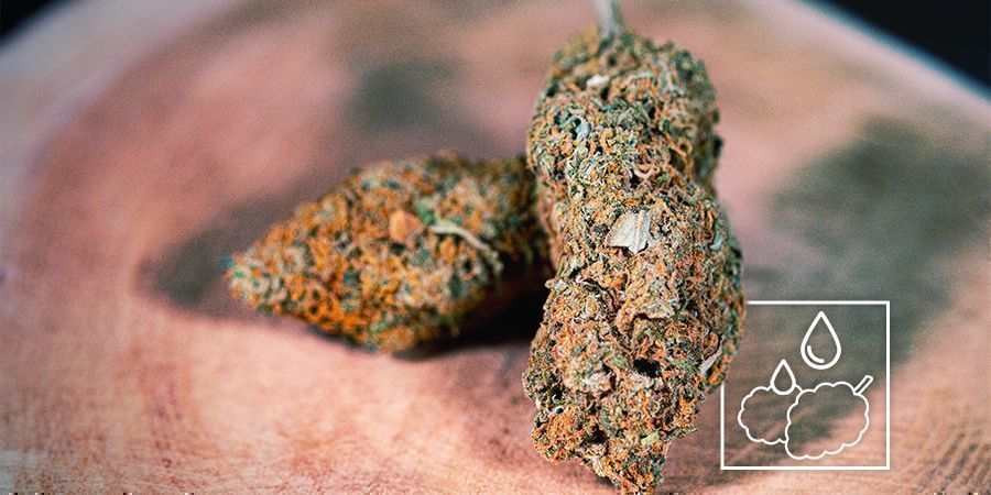 Kan du genfugte udtørrede cannabisblomster? Can You Rehydrate Dried-Out Cannabis Buds?