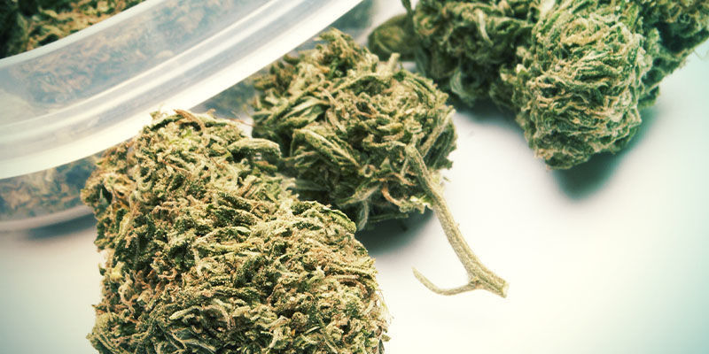 Genfugt dine cannabisblomster: Langsigtet (uger)