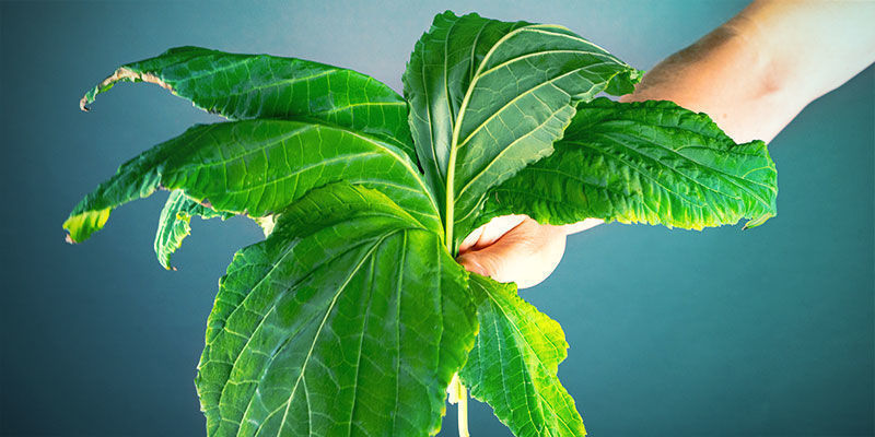 De forskellige metoder til at tørre Salvia divinorum-blade DE FORSKELLIGE METODER TIL AT TØRRE SALVIA DIVINORUM-BLADE