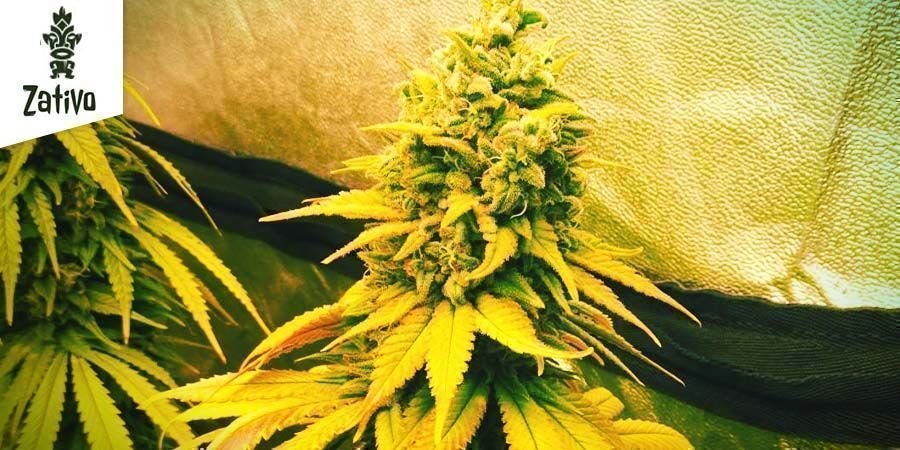 Northern Lights fra Zativo Seeds Northern Lights fra Zativo Seeds