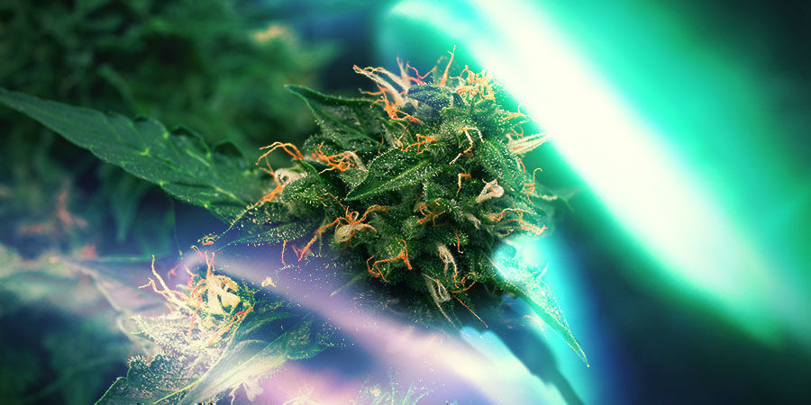 Northern Lights: Oprindelsen til en klassisk Indica Northern Lights: Origins Of A Classic Indica