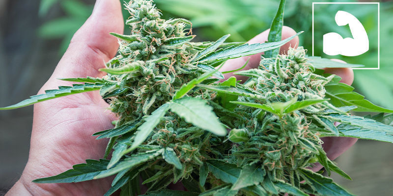 Øget styrke cannabis Øget styrke cannabis