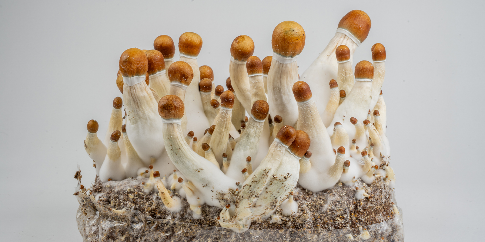 Fra mycelium til magiske svampe: Dine næste skridt Fra mycelium til magiske svampe: Dine næste skridt