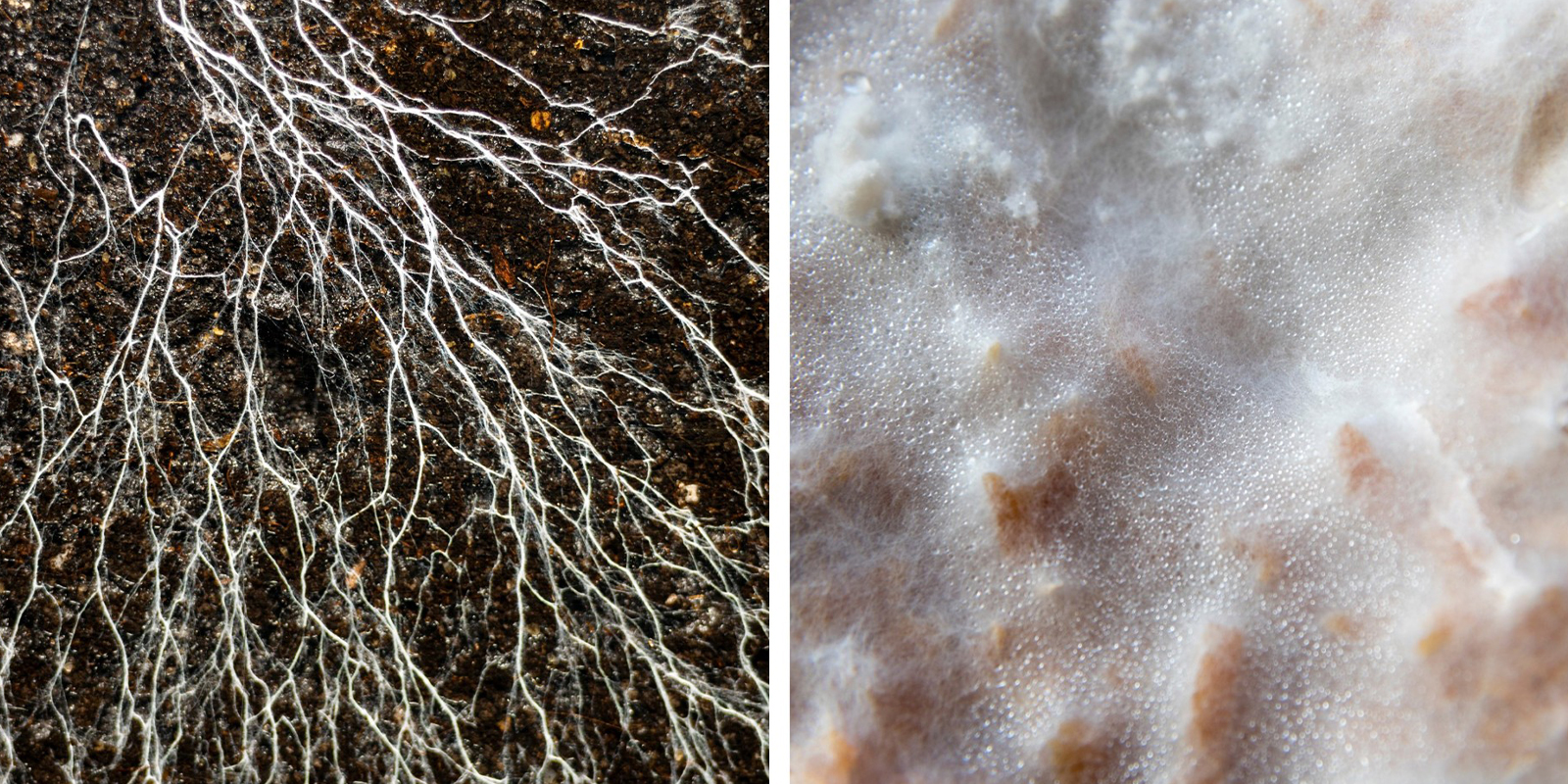 Hvordan vokser mycelium? Hvordan vokser mycelium?