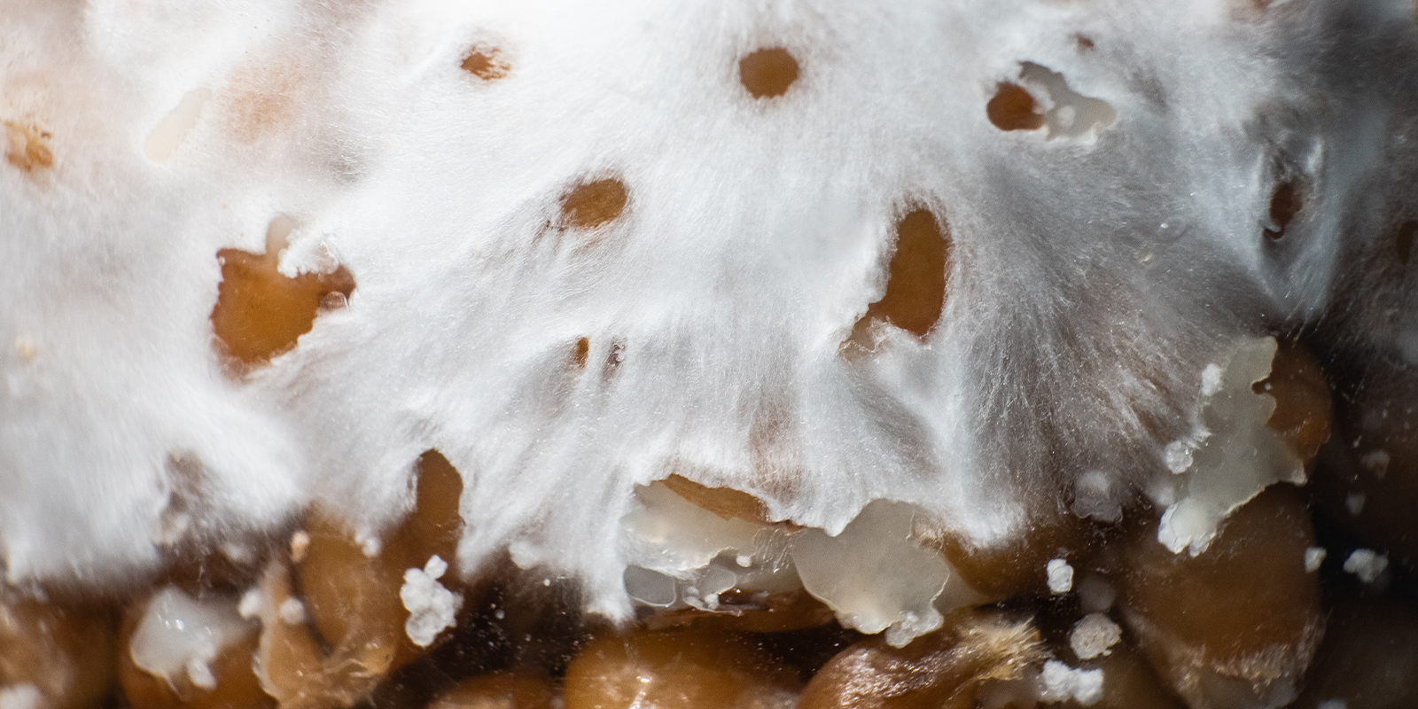 Er mycelium psykedelisk? Er mycelium psykedelisk?