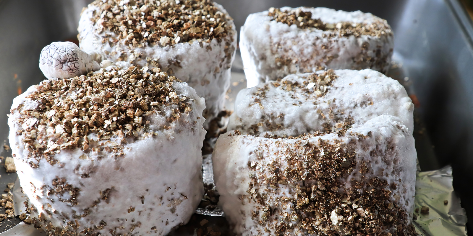 Er mycelium sikkert? Kan det indtages? Er mycelium sikkert? Kan det indtages?