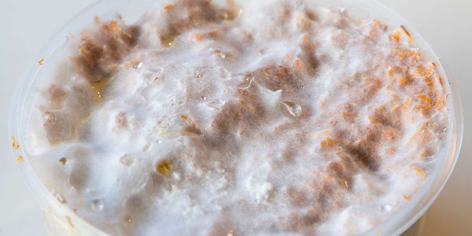 Grundlæggende: Hvad er mycelium helt præcist? Grundlæggende: Hvad er mycelium helt præcist?