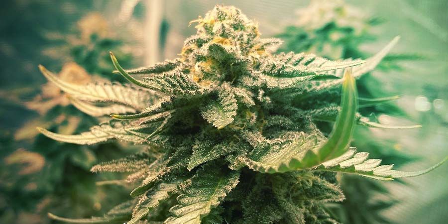Girl Scout Cookies - Genetik og dyrkningsegenskaber Girl Scout Cookies - Genetik og dyrkningsegenskaber