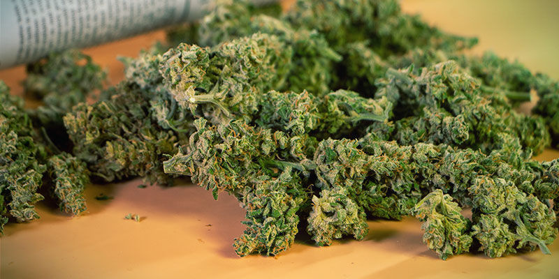 Bring nok cannabis Bring Enough Weed
