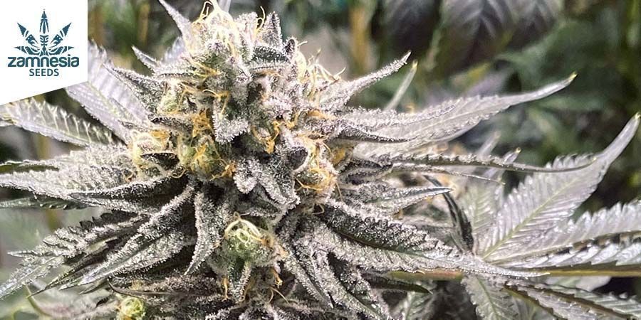 Apple Fritter Automatic (Zamnesia Seeds) Apple Fritter Automatic (Zamnesia Seeds)