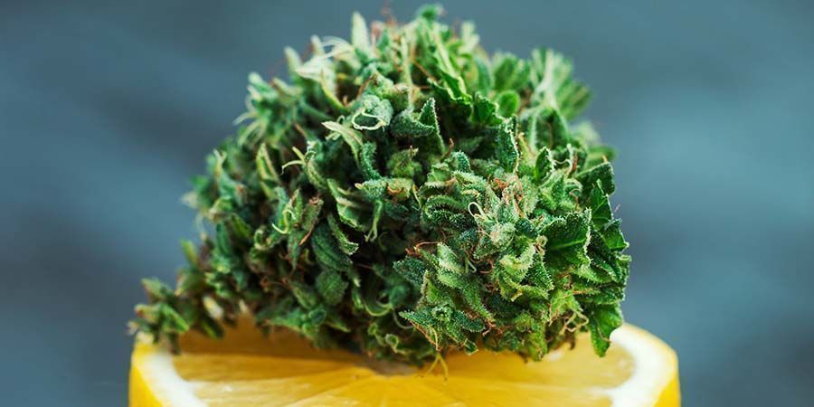 Amnesia: Rus og smag Amnesia: The High And Flavour