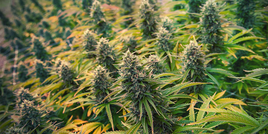 4 beskæringsteknikker til cannabis, der øger dit udbytte