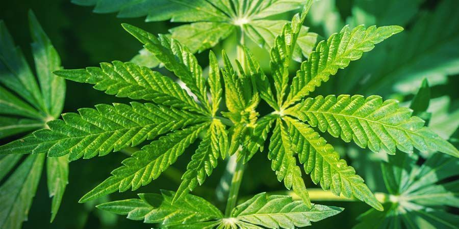 Topping cannabis