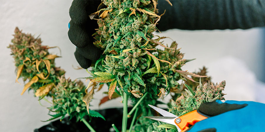Beskæring af nederste grene på cannabis