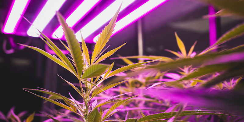 Tips til indendørs cannabisdyrkning: Belysning, ventilation & mere Tips til indendørs cannabisdyrkning: Belysning, ventilation & mere