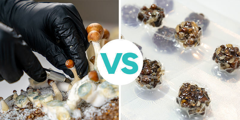 Magiske trøfler vs magiske svampe Magiske trøfler vs magiske svampe