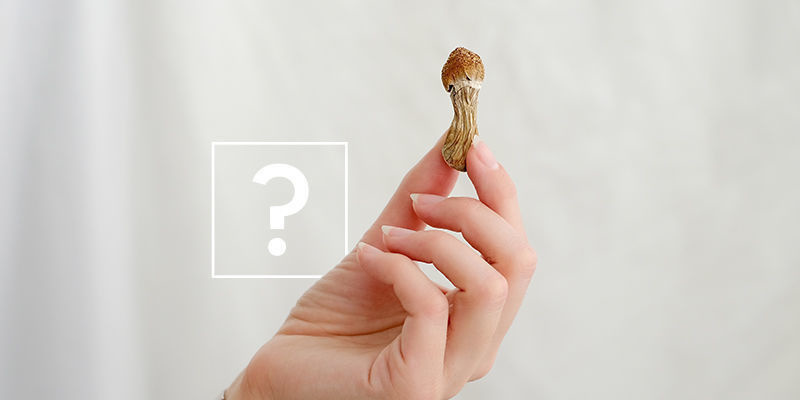 Hvad skal du vælge: magiske trøfler eller magiske svampe? Hvad skal du vælge: magiske trøfler eller magiske svampe?