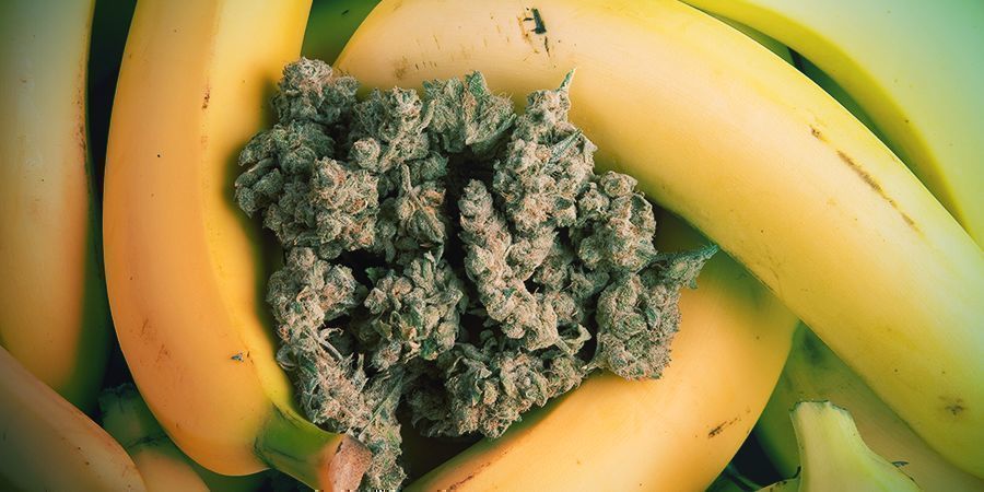 Vi skræller tilbage på Bananas oprindelse Vi skræller tilbage på Bananas oprindelse