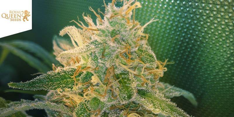 Critical Critical